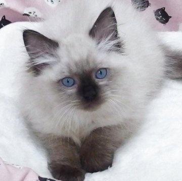 ラグドール【大阪府・女の子・2025年8月29日・シールポイントミゼット】の写真「全て込みの価格で可愛い女の子です」