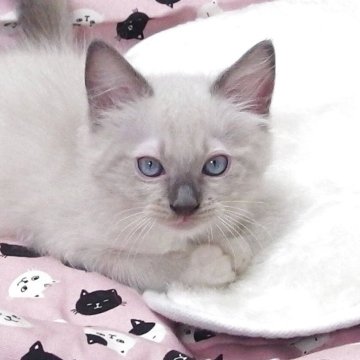ラグドール【大阪府・男の子・2025年7月8日・シールポイントミゼット】の写真「全て込みの価格で元気な男の子です」