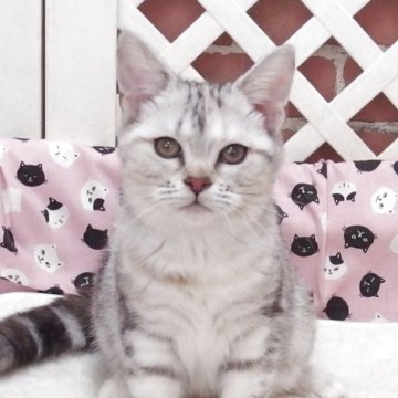 マンチカン(長足)【大阪府・女の子・2025年8月6日・シルバータビー】の写真「全て込みの価格で可愛い女の子です」