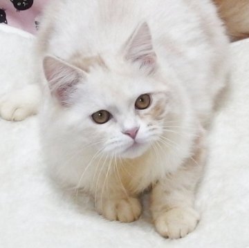 ミヌエット(長足)【大阪府・男の子・2025年6月21日・クリームホワイト】の写真「全て込みの価格で元気な男の子です」