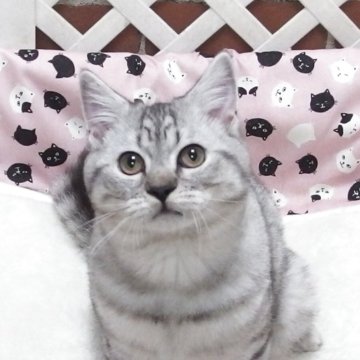 マンチカン(長足)【大阪府・男の子・2025年6月19日・シルバータビー】の写真「全て込みの価格で元気な男の子です」