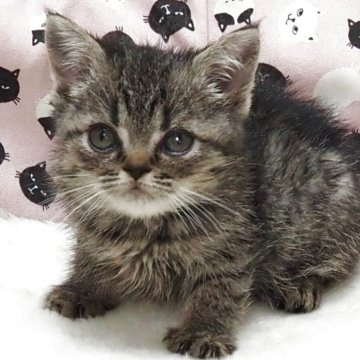 エキゾチックショートヘア【大阪府・男の子・2026年3月23日・ブラウンタビー】の写真「全て込みの価格で元気な男の子です」