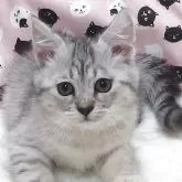 マンチカン(長足)