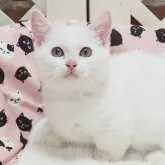 マンチカン(短足)
