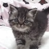 エキゾチックショートヘア