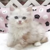 ミヌエット(長足)