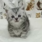 マンチカン(短足)【大阪府・女の子・2025年2月21日・シルバータビー】の写真1