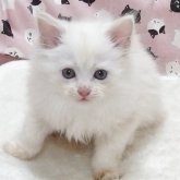 ミヌエット(長足)