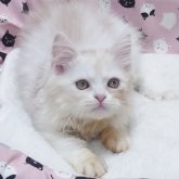 ミヌエット(長足)