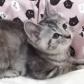 マンチカン(長足)