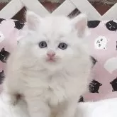 ミヌエット(長足)