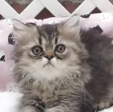 エキゾチックショートヘア