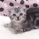 スコティッシュフォールド(折れ耳)