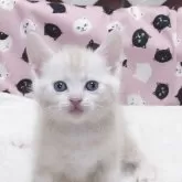 マンチカン(長足)