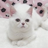 ミヌエット(長足)