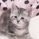 マンチカン(長足)