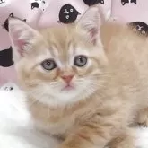 マンチカン(長足)