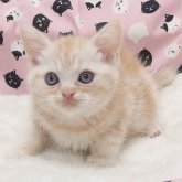 ミヌエット