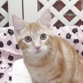 マンチカン(長足)
