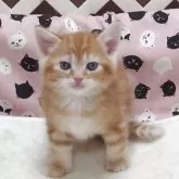 マンチカン(長足)