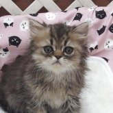 エキゾチックショートヘア