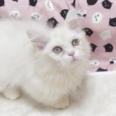 ミヌエット(短足)