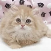 エキゾチックショートヘア