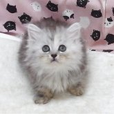 ミヌエット(短足)