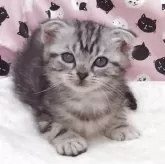 スコティッシュフォールド(折れ耳)