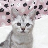 マンチカン(長足)