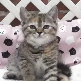 ミヌエット(長足)