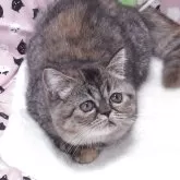 エキゾチックショートヘア