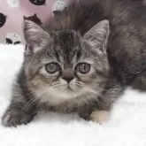 エキゾチックショートヘア