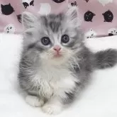 ミヌエット(短足)