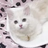 ミヌエット(長足)
