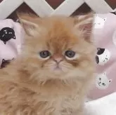 エキゾチックショートヘア