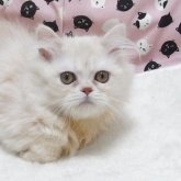 ミヌエット(短足)