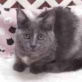 マンチカン(長足)