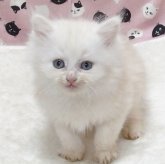 ミヌエット(長足)