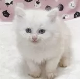 ミヌエット(長足)