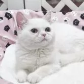 ミヌエット(長足)
