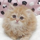 エキゾチックショートヘア
