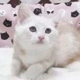 スコティッシュフォールド(立ち耳)