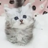 ミヌエット(短足)