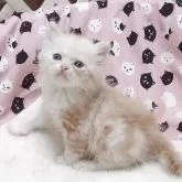 ミヌエット(長足)