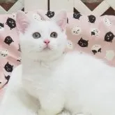 マンチカン(短足)