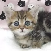ミヌエット(短足)
