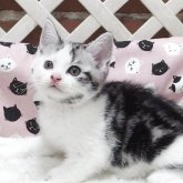 スコティッシュフォールド(立ち耳)