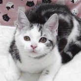 スコティッシュフォールド(立ち耳)