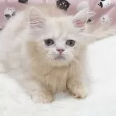 ミヌエット(短足)